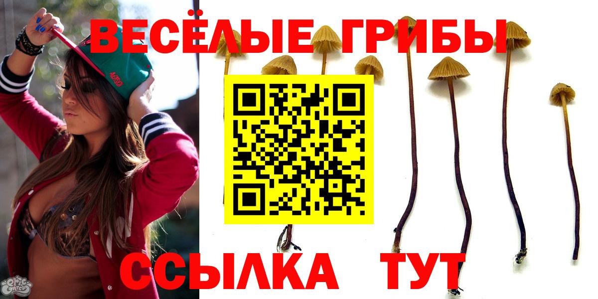 Псилоцибиновые грибы Psilocybe Воронеж